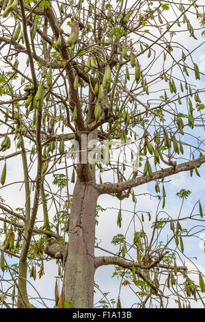 Great Cotton Tree (Ceiba pentandra) Halbinsel Malaysia. Samen-Haarfaser, die aus der Frucht des Kapok-Baumes oder des Kapok-Baumes selbst gewonnen wird. Stockfoto