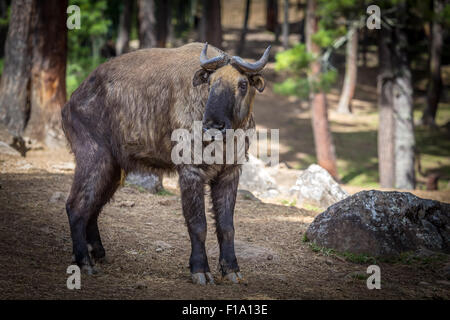 Takin, Ziege-Antilope Stockfoto
