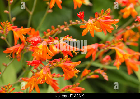 Crocosmia Gattung Iridaceae Coppertips Sternschnuppen Montbretia leuchtende orange Blüten gegen grüne schlanke Klinge hinterlässt Stockfoto