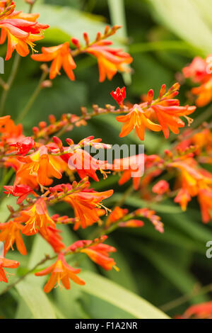 Crocosmia Gattung Iridaceae Coppertips Sternschnuppen Montbretia leuchtende orange Blüten gegen grüne schlanke Klinge hinterlässt Stockfoto