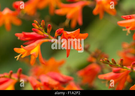 Crocosmia Gattung Iridaceae Coppertips Sternschnuppen Montbretia leuchtende orange Blüten gegen grüne schlanke Klinge hinterlässt Stockfoto