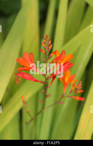 Crocosmia Gattung Iridaceae Coppertips Sternschnuppen Montbretia leuchtende orange Blüten gegen grüne schlanke Klinge hinterlässt Stockfoto