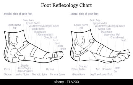 Fuß-Reflexzonenmassage Chart - Medial-innen und seitlich-außen-Blick auf die Füße - mit Beschreibung der entsprechenden inneren Organe. Stockfoto