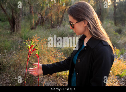 Eine Frau bewundern, eine rote und grüne Kangaroo paw Blume (Anigozanthos Manglesii) im Buschland im Kings Park, Perth Western Australia Stockfoto