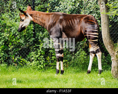 Okapi Seitenprofil anzeigen in Blijdorp Zoo Rotterdam, Niederlande Stockfoto