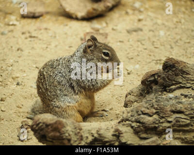 Rock Eichhörnchen Otospermophilus Variegatus fotografiert in Blijdorp Zoo, Rotterdam, Niederlande Stockfoto