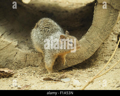 Rock Eichhörnchen Otospermophilus Variegatus fotografiert in Blijdorp Zoo, Rotterdam, Niederlande Stockfoto