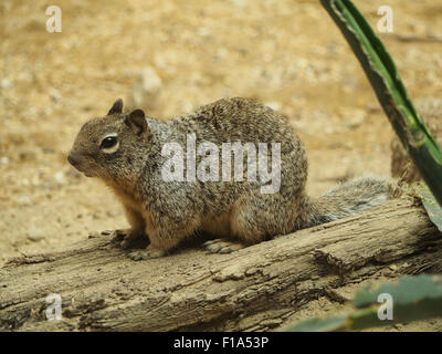 Rock Eichhörnchen Otospermophilus Variegatus fotografiert in Blijdorp Zoo, Rotterdam, Niederlande Stockfoto