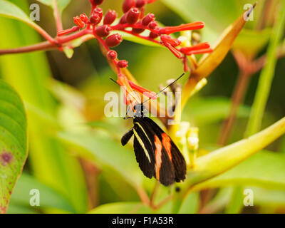 Tropischer Schmetterling sitzt auf einer roten Blume im Blijdorp Zoo Rotterdam, Niederlande Stockfoto