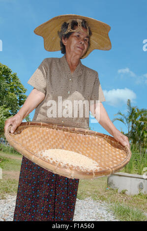 Provinz Loei, Thailand. 15. Oktober 2014. Eine ältere Thai Frau reinigt Kornreis, Provinz Loei, Thailand © Andrey Nekrassow/ZUMA Wire/ZUMAPRESS.com/Alamy Live-Nachrichten Stockfoto