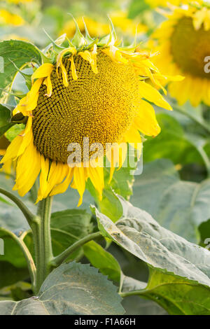 Große Sonnenblume auf Feld im Sonnenuntergang Balken Stockfoto