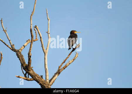 großen Cormoran (Phalacrocorax Carbo) stehend auf den Zweigen eines Toten Baumes - Donau Delta, Rumänien Stockfoto