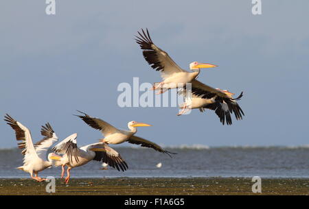 Gruppe von Pelikanen flüchten auf Sahalin Insel, Donaudelta Stockfoto