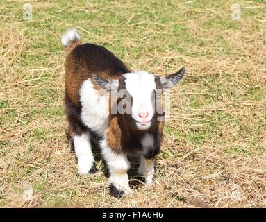 Ziege Auf Englisch Ziege Auf Englisch