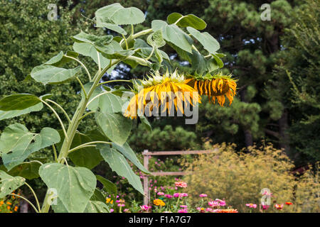 Verwelkten Sonnenblumen im Garten Stockfoto