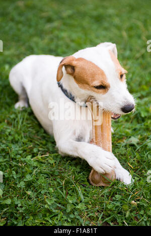 Jack Russell Parson Terrier Hund legte das Gras Kauen eines Knochens, draußen, Park, Garten, Garten, spielen, Haustier Stockfoto