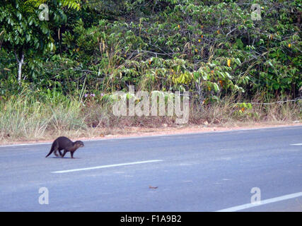 31. August 2015 - Bintan, Kepri, Indonesien - BINTAN, Indonesien - 31. AUGUST: Der hairy-nosed Otter gesehen eine Kreuz-Straße in der Nähe von Manrove Wald am 31. August 2015 in Bintan Island, Indonesien. Hairy-nosed Otter (Lutra Sumatrana) ist eines der seltensten Otterarten. Bis 1998 es galt als ausgestorben gewesen, aber kleine Populationen wurden seitdem entdeckt... Hairy-nosed Otter ist am wenigsten bekannte asiatische Fischotter und ist auch am schwierigsten zu bestimmen. Seinen Namen verdankt der hairy-nosed Otter die Haare am Ende seiner Rhinarium (feucht Teil seiner Nase); in den meisten othe Stockfoto