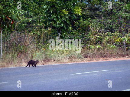 31. August 2015 - Bintan, Kepri, Indonesien - BINTAN, Indonesien - 31. AUGUST: Der hairy-nosed Otter gesehen eine Kreuz-Straße in der Nähe von Manrove Wald am 31. August 2015 in Bintan Island, Indonesien. Hairy-nosed Otter (Lutra Sumatrana) ist eines der seltensten Otterarten. Bis 1998 es galt als ausgestorben gewesen, aber kleine Populationen wurden seitdem entdeckt... Hairy-nosed Otter ist am wenigsten bekannte asiatische Fischotter und ist auch am schwierigsten zu bestimmen. Seinen Namen verdankt der hairy-nosed Otter die Haare am Ende seiner Rhinarium (feucht Teil seiner Nase); in den meisten othe Stockfoto