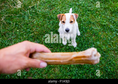 Jack Russell Parson Terrier Blick auf Knochen, draußen, Park, Garten, Hinterhof, Aushaendigen Knochen, spielen Stockfoto