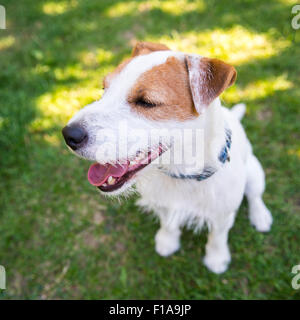 Jack Parson Russell Terrier Welpe Hund Haustier, tan rau beschichtet, draußen im Park während des Spielens, Porträt Stockfoto