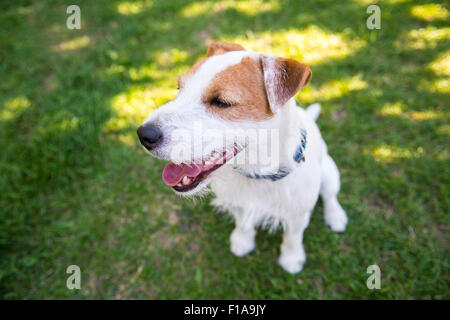 Jack Parson Russell Terrier Welpe Hund Haustier, tan rau beschichtet, draußen im Park während des Spielens, Porträt Stockfoto