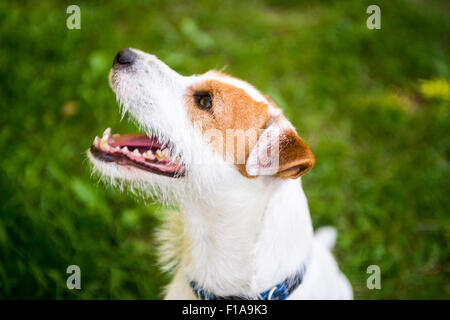 Jack Parson Russell Terrier Welpe Hund Haustier, tan rau beschichtet, draußen im Park während des Spielens, Porträt Stockfoto