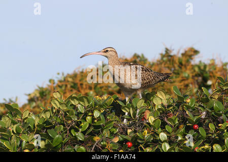 Borsten-thighed Brachvogel Fütterung auf die roten Beeren von Eugenia Reinwardtiana, Henderson Island, South Pacific Stockfoto