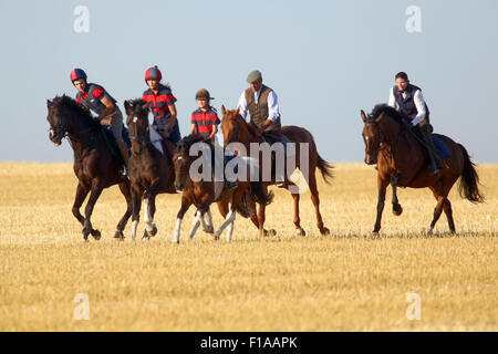 Ingelheim, Deutschland, Familie macht eine Fahrt auf einer gemähten Wiese Stockfoto