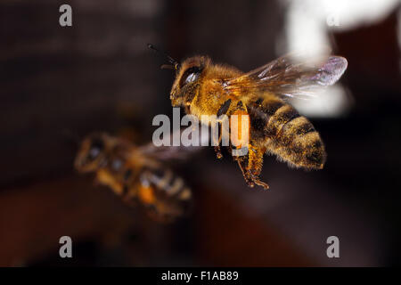 Berlin, Deutschland, Honigbiene mit Pollen am Bein im Flug Stockfoto