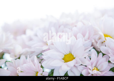 Daisy Flower rosa gelb weiße Gänseblümchen Blüte Blumen Blumen Stockfoto