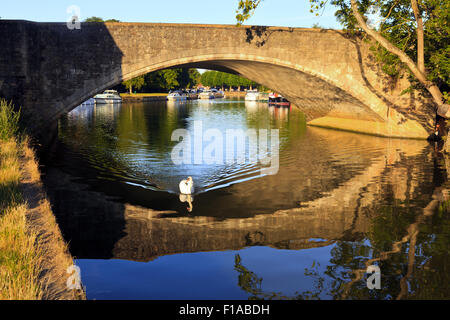 Schwan, vorbei an der Abingdon-Brücke über den Fluss Themse Stockfoto