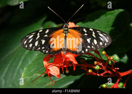 Goldene Helicon Schmetterling Stockfoto