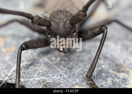 Manciano, Italien, Leiter der ein Longhorn Beetle asiatischen Hartholz Stockfoto