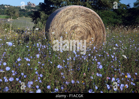 Torre Alfina, Italien, Strohballen auf der Wiese Kornblume Stockfoto