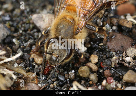 Torre Alfina, Italien, Honigbiene Trinkwasser auf Schotter Stockfoto