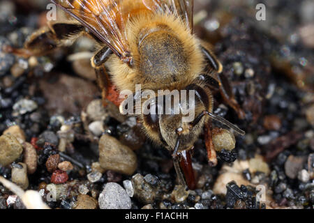 Torre Alfina, Italien, Honigbiene Trinkwasser auf Schotter Stockfoto