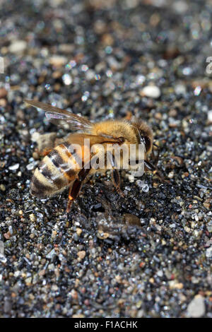 Torre Alfina, Italien, Honigbiene Trinkwasser auf Schotter Stockfoto