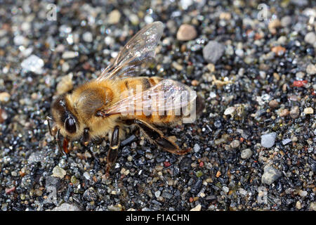 Torre Alfina, Italien, Honigbiene Trinkwasser auf Schotter Stockfoto