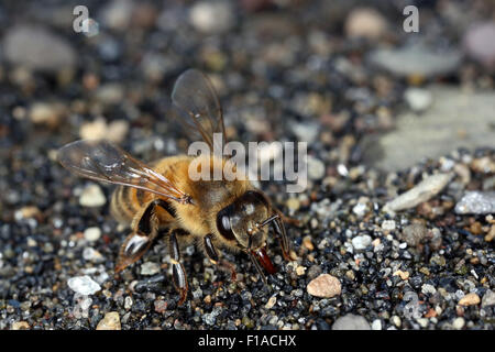 Torre Alfina, Italien, Honigbiene Trinkwasser auf Schotter Stockfoto