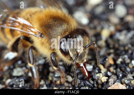 Torre Alfina, Italien, Honigbiene Trinkwasser auf Schotter Stockfoto