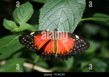 Malaiische Florfliege Schmetterling Stockfoto