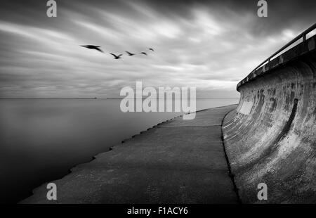 Gänse mit verschwommenen Wolken & Wasser Stockfoto