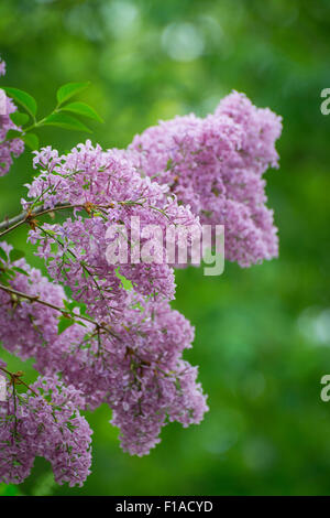 Rosa lila Blumen Stockfoto