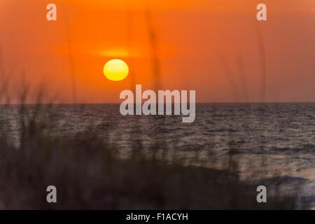 Sand Dünengras & Schilf, mit Sonnenaufgang am Strand, Hilton Head Island, South Carolina, USA Stockfoto