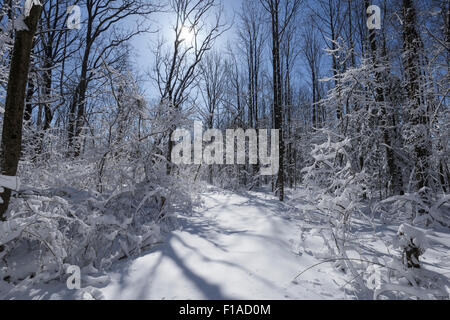 Schneebedeckte Trail im Wald Stockfoto