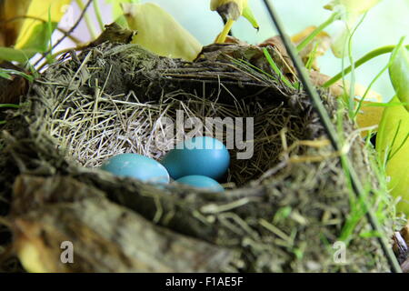 Blauen Eiern im Nest. Stockfoto