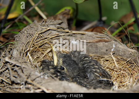 Jungvögel im Nest. Stockfoto