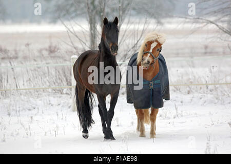 Koenigs Wusterhausen, Deutschland, Pferd im Winter auf einem verschneiten paddock Stockfoto