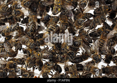 Berlin, Deutschland, tote Bienen Stockfoto