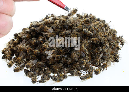 Berlin, Deutschland, tote Bienen auf einem Haufen Stockfoto